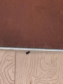 Bugs