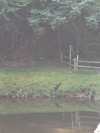 Seen a turkey at the pond.