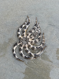 Starfish.