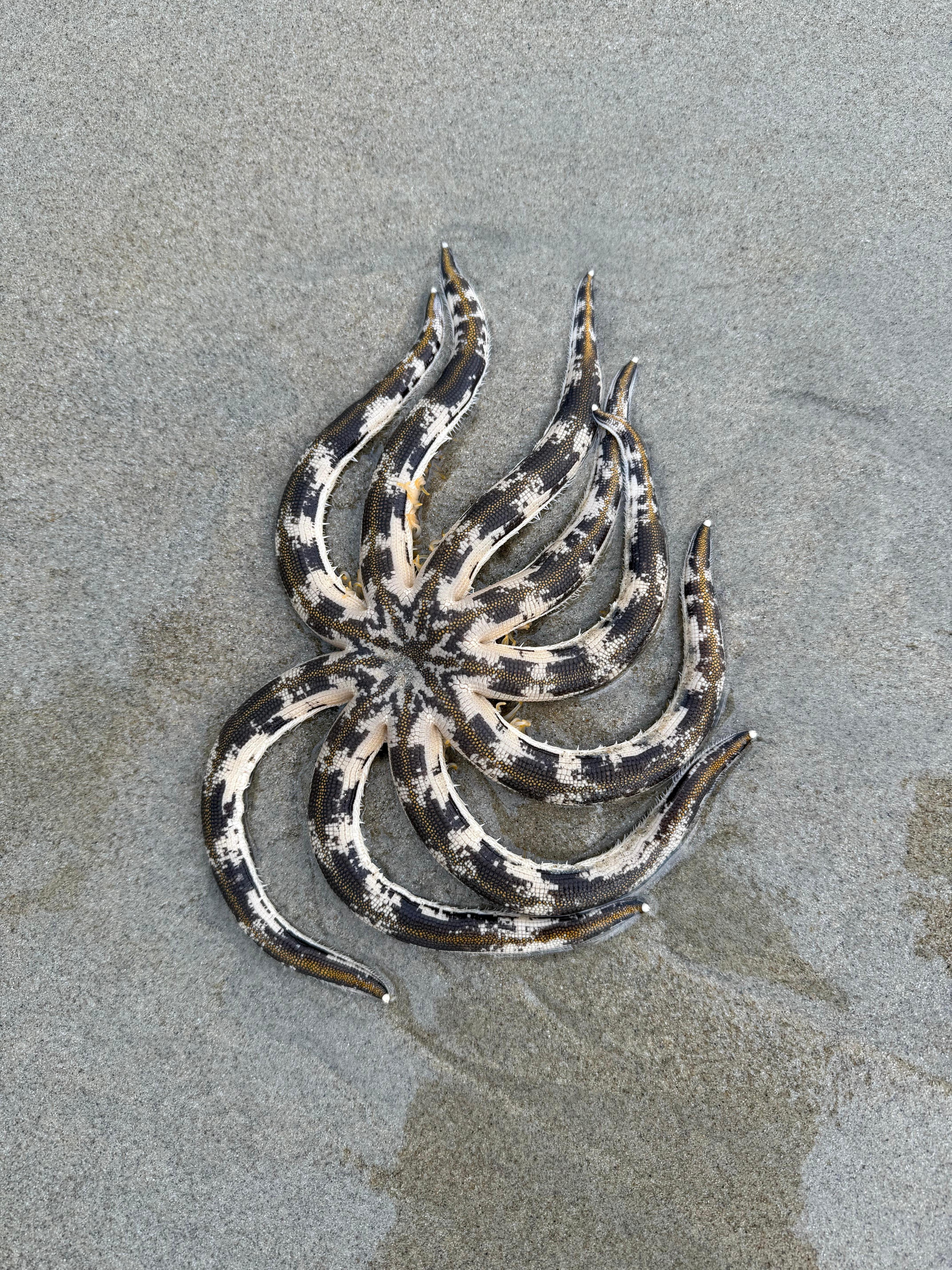 Starfish.
