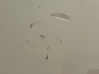 Holes in wall one of many
