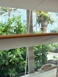 Coconuts just outside the room