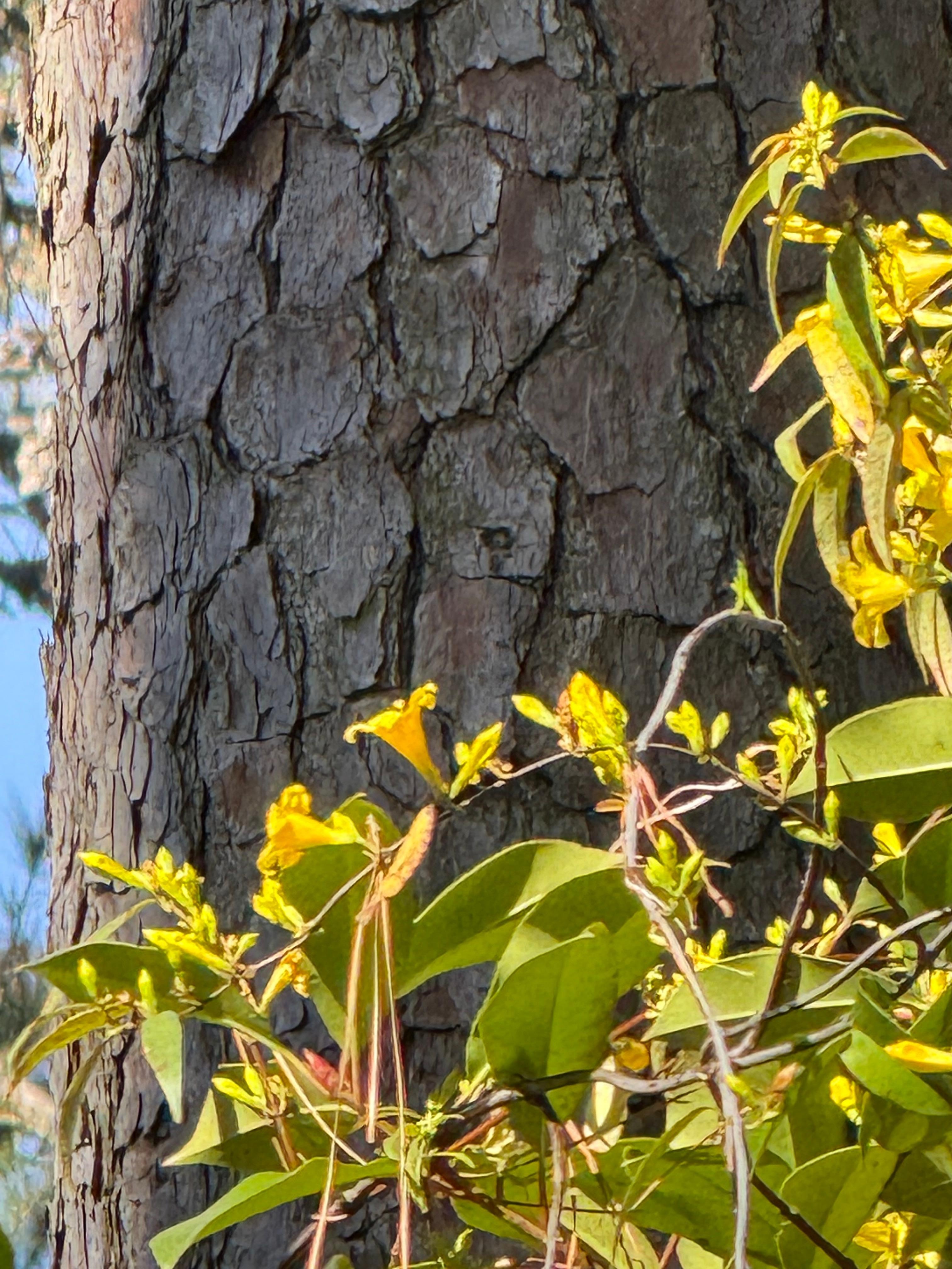 Jessamine in bloom off of the deck
