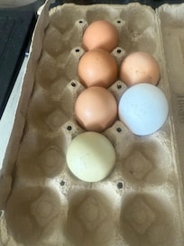 Morning fresh eggs for Breakfast.