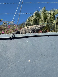 This is Ralph, a daily visitor.