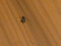 I killed 3 while I was there and left them for housekeeping to see