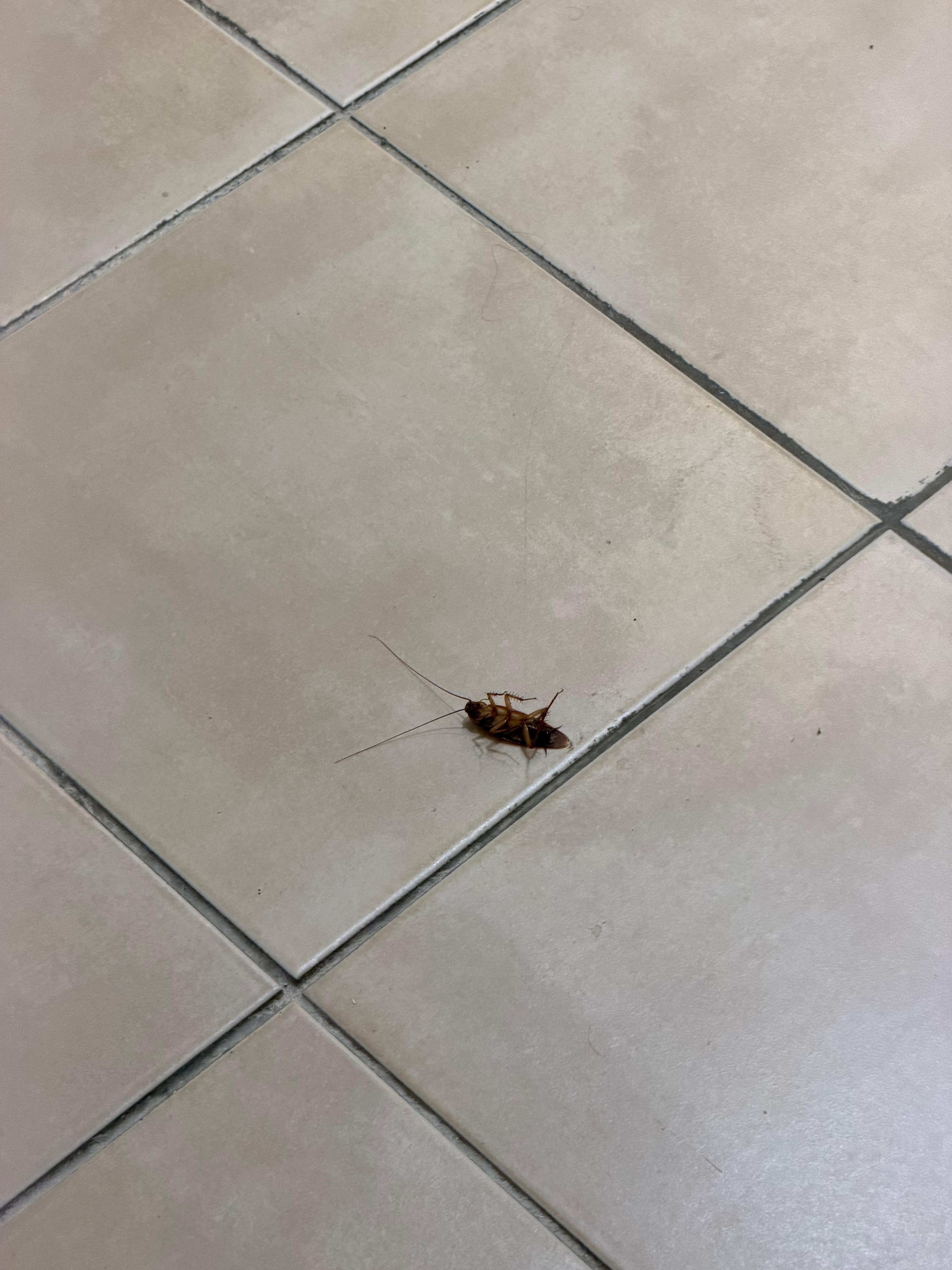 Cockroach in the room 