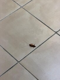 Cockroach in the room