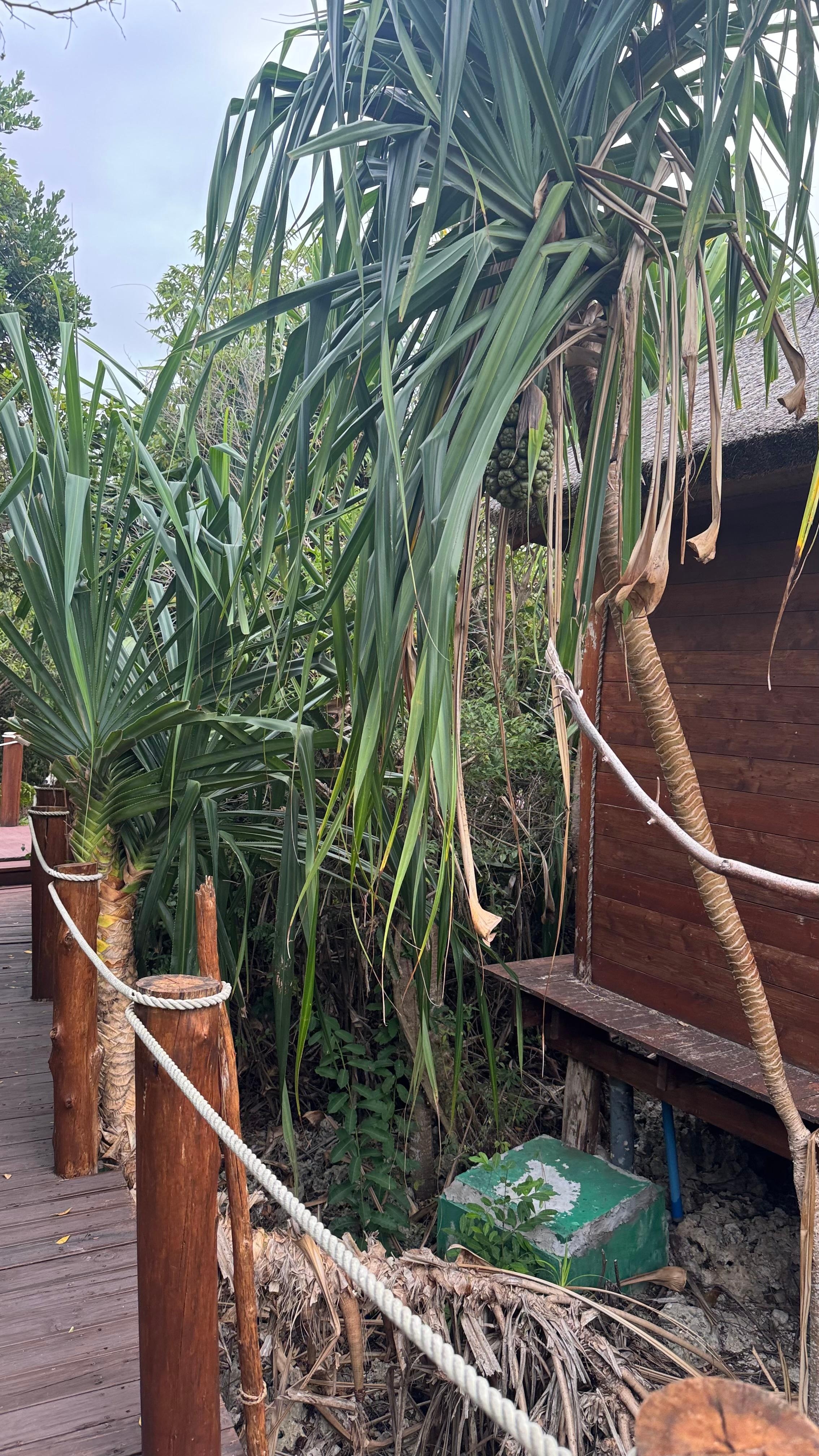 Wooden walkways surrounded by lush greenery throughout the resort. 