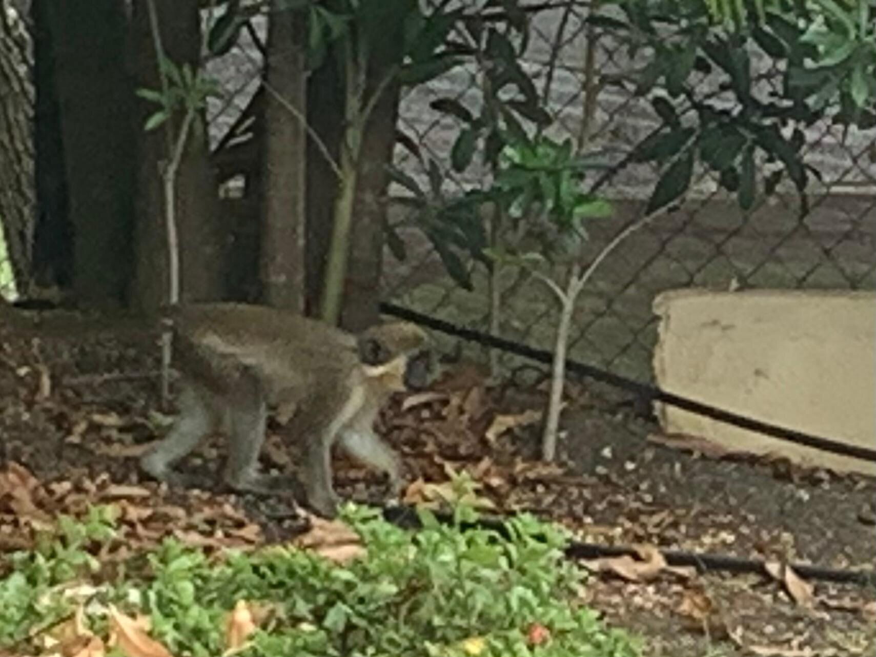 Another monkey in the garden 