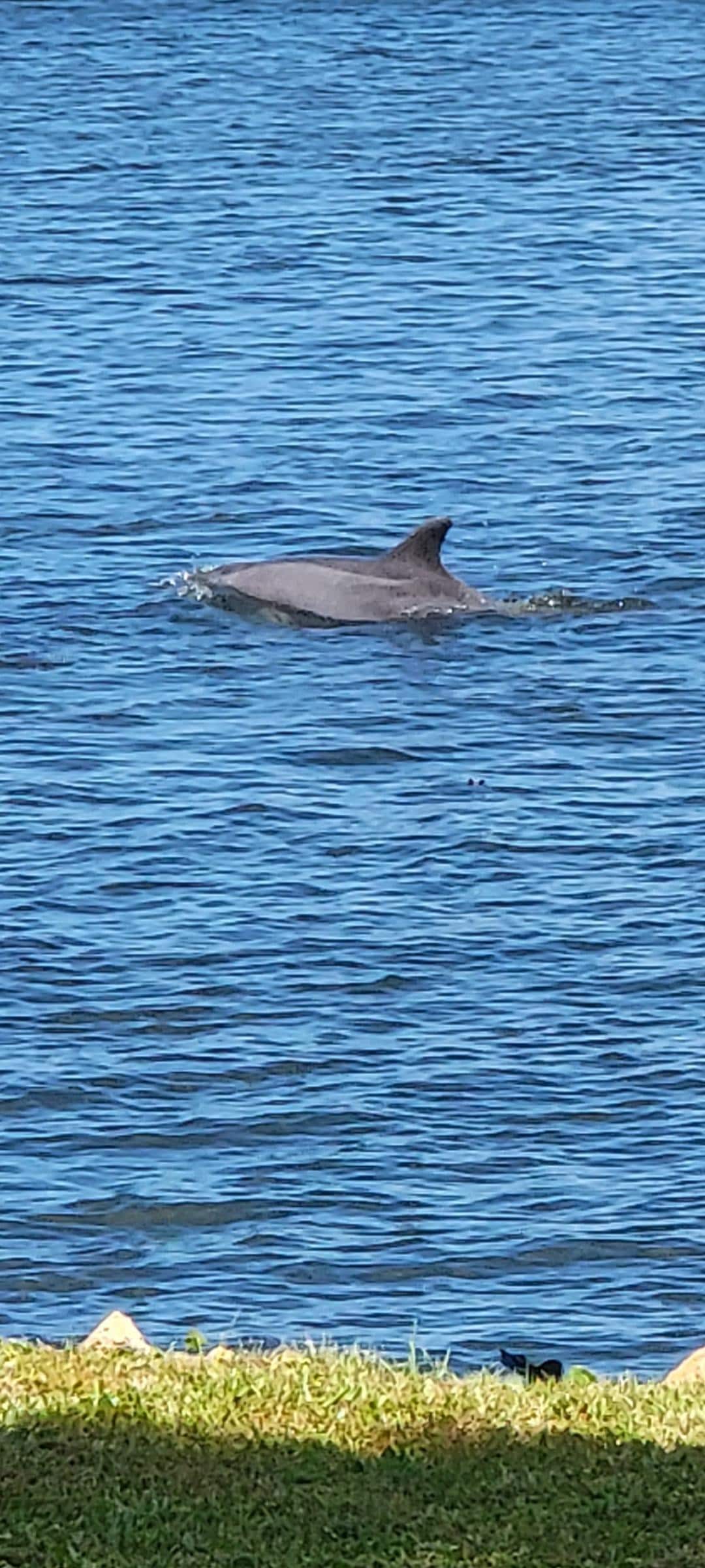 Dolphins came up close in back close to bank