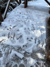 Animal prints on the verandah the next morning