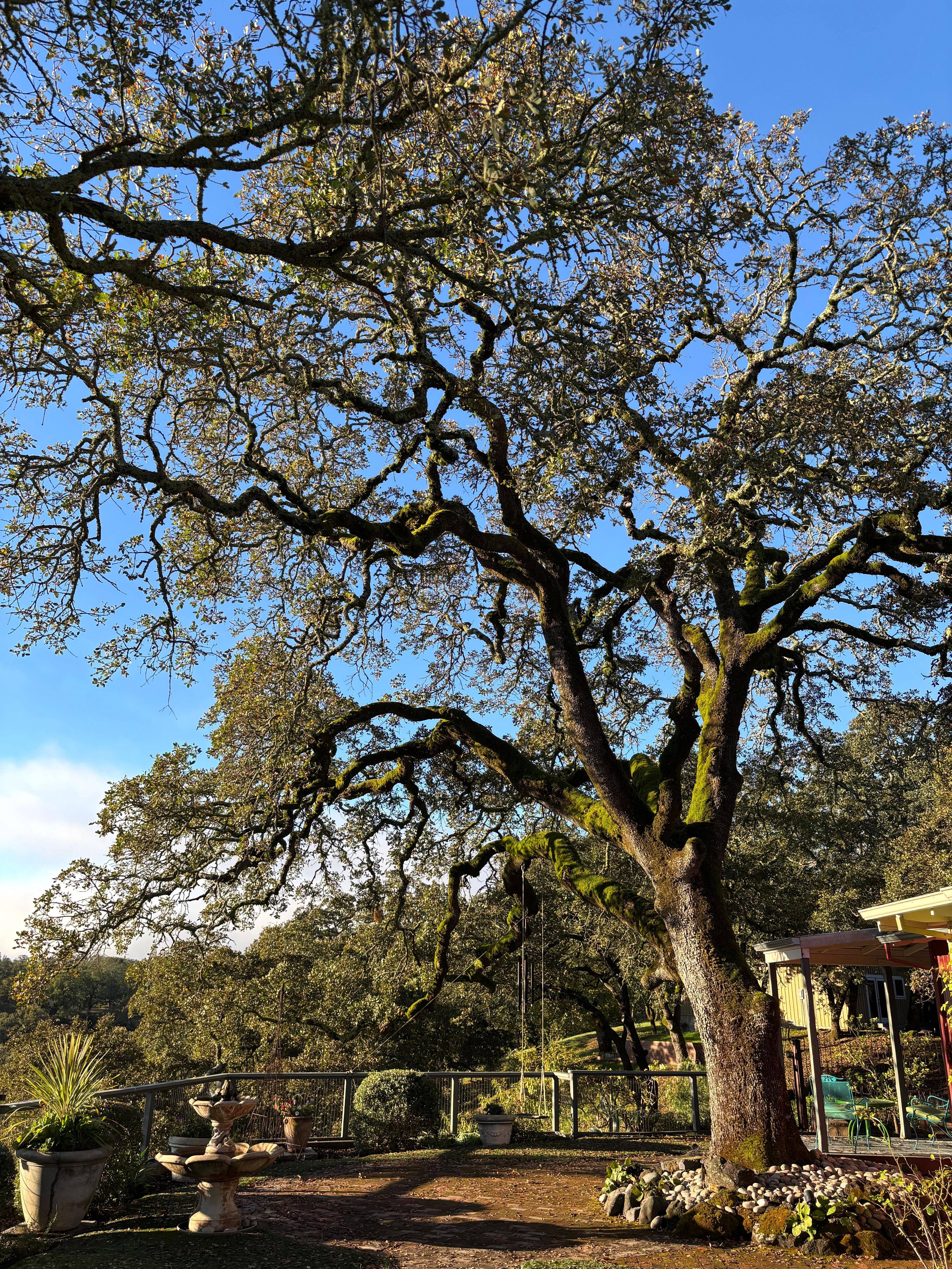Beautiful trees on the property