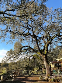 Beautiful trees on the property