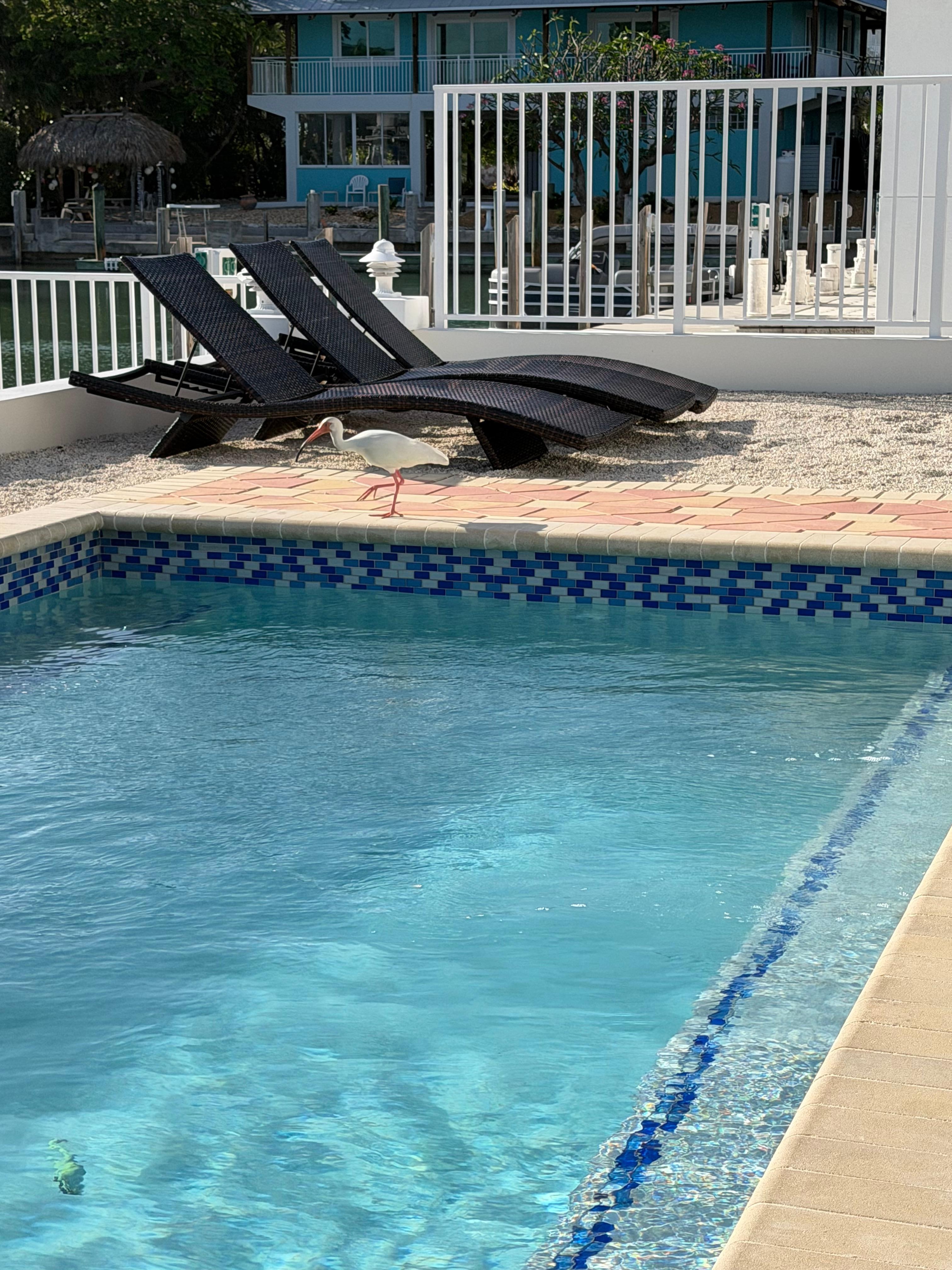 A sweet bird visited  us a few times. 