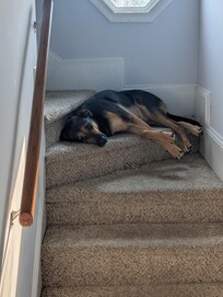 One dog