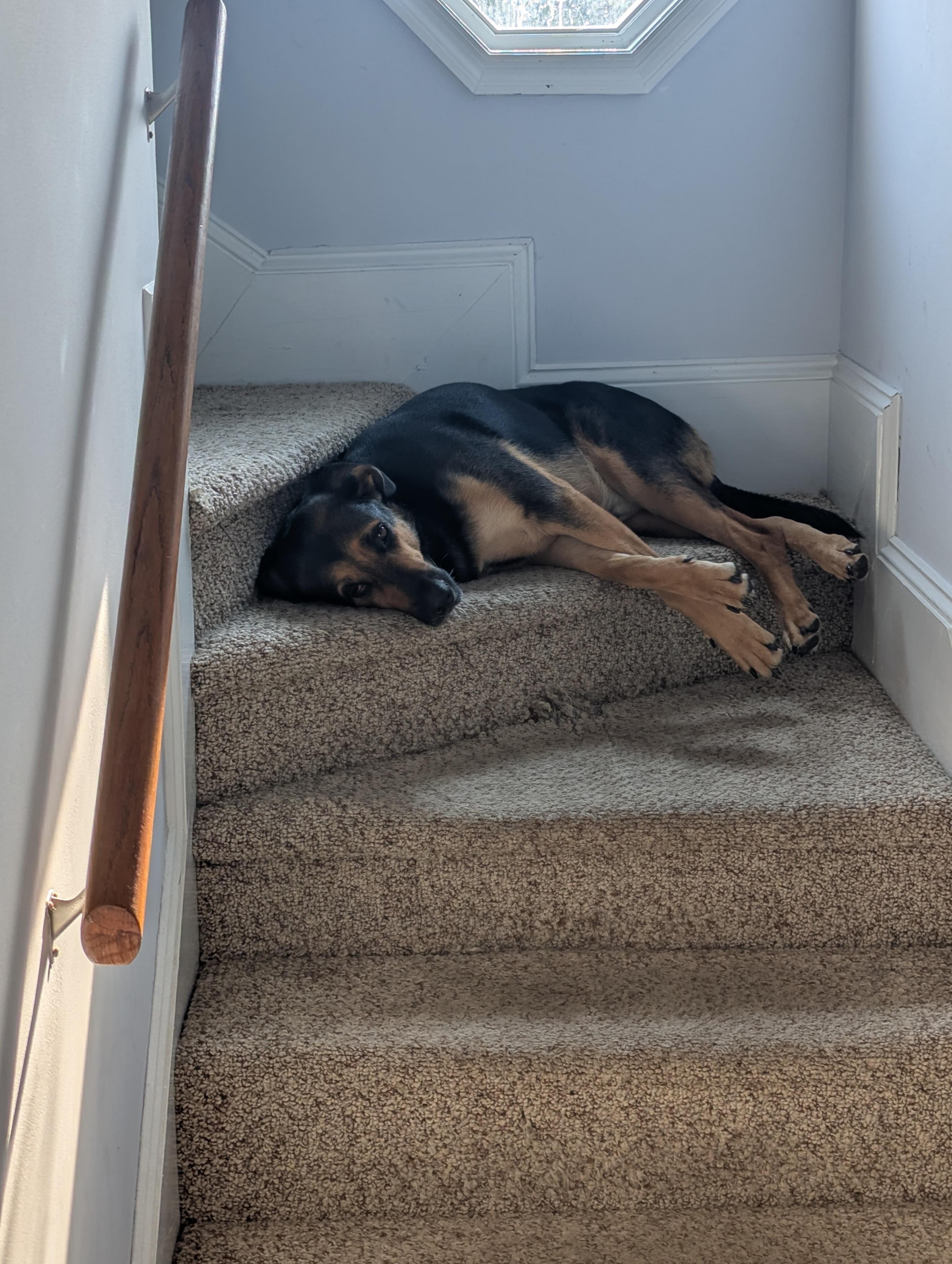 One dog
