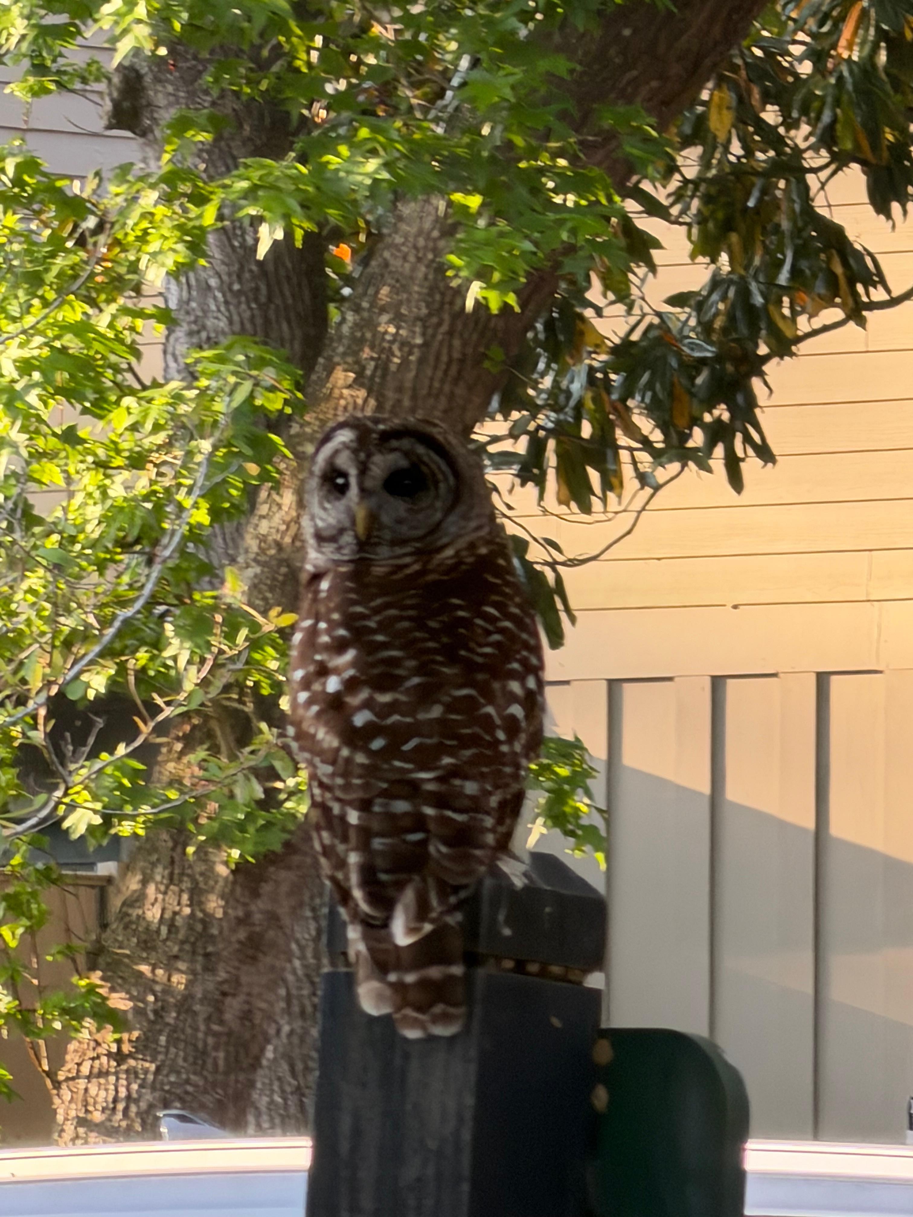 Owl we saw our last morning 