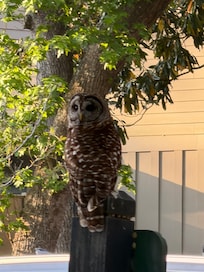 Owl we saw our last morning
