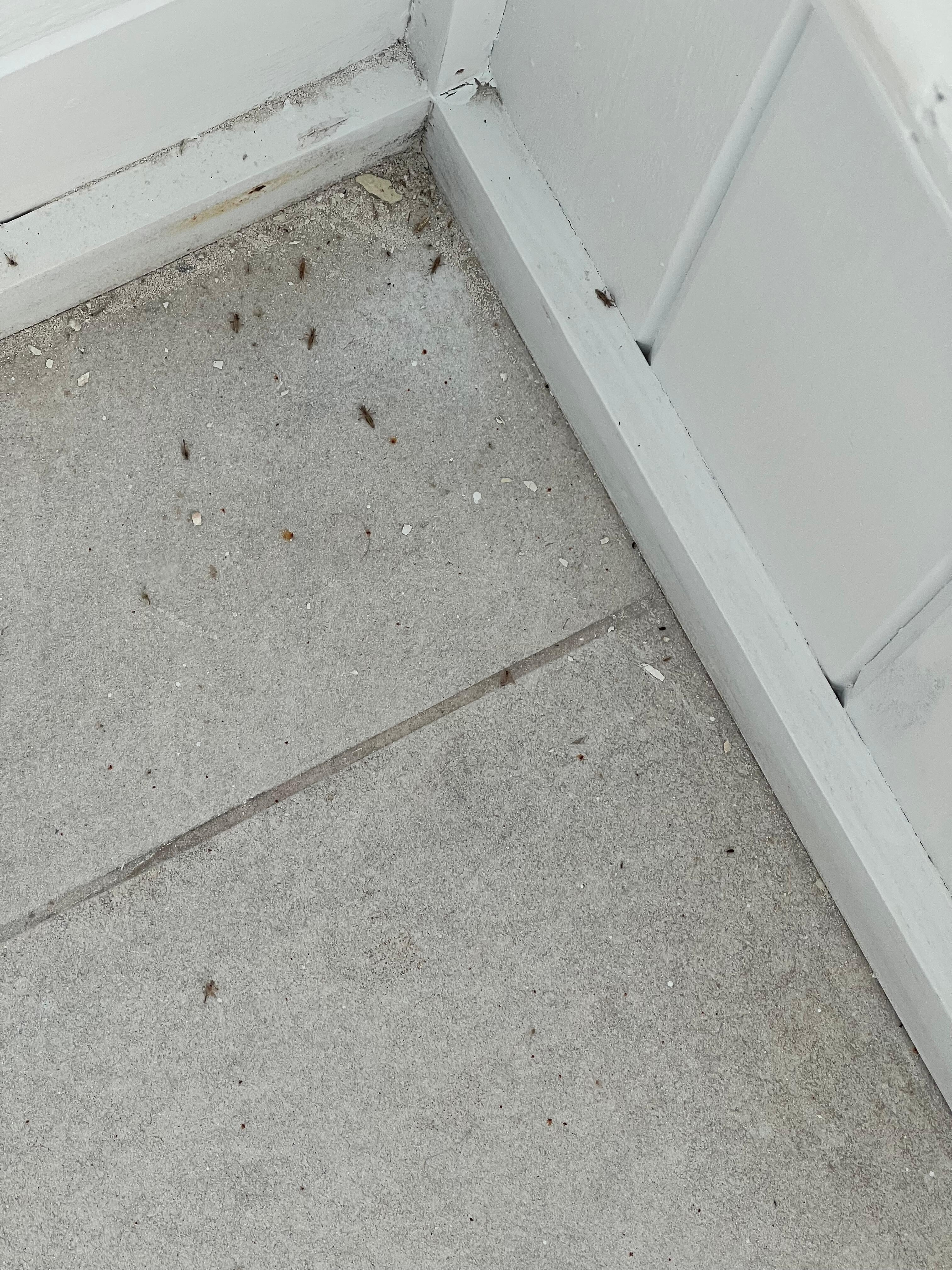 Dead bugs in the pool area 