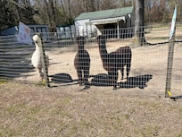 Alpaca Farm
