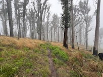 Mount Buangor State Forrest Walk.
