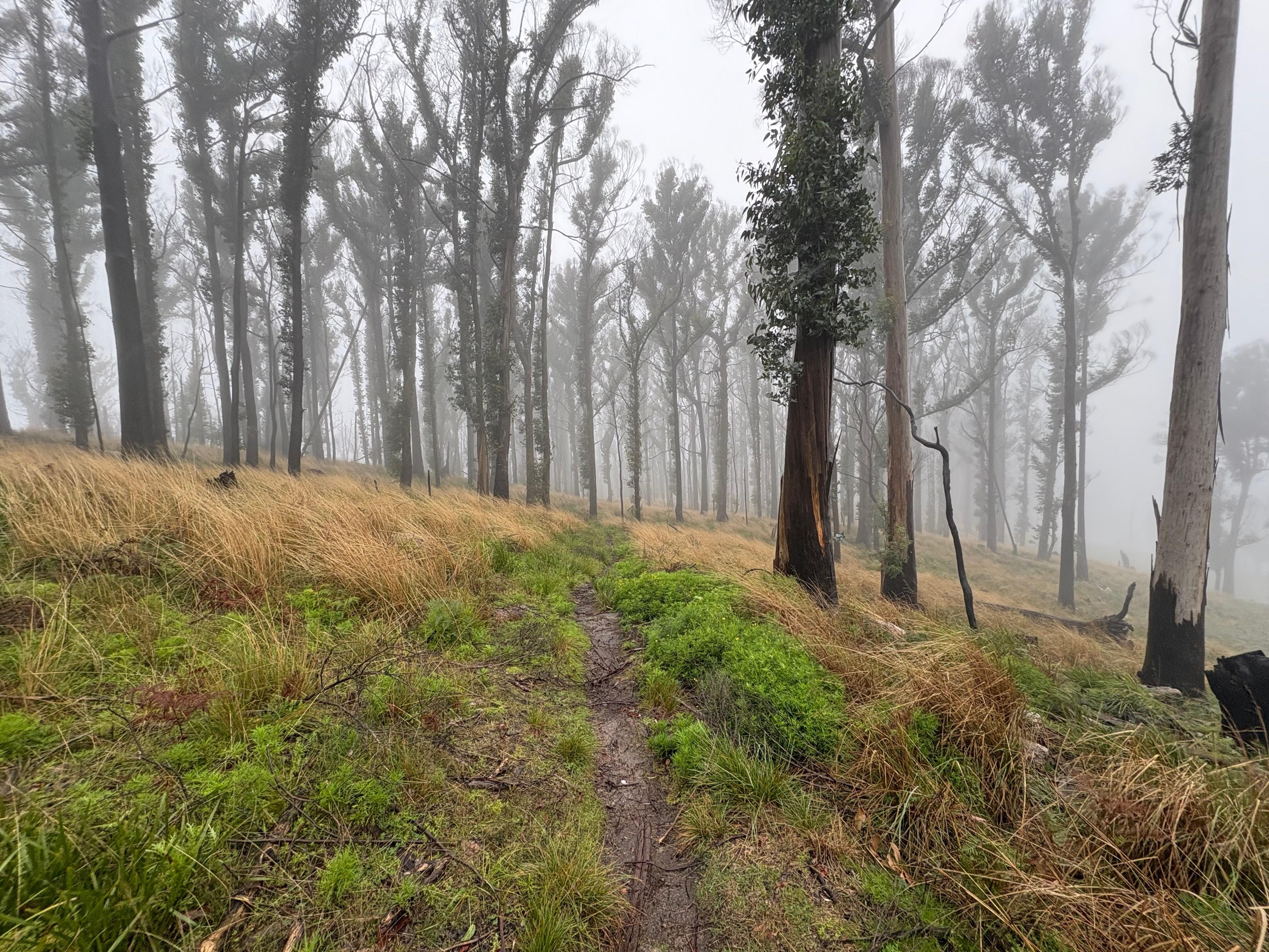 Mount Buangor State Forrest Walk.