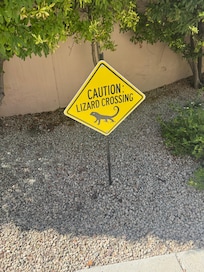 Lizards are friendly!