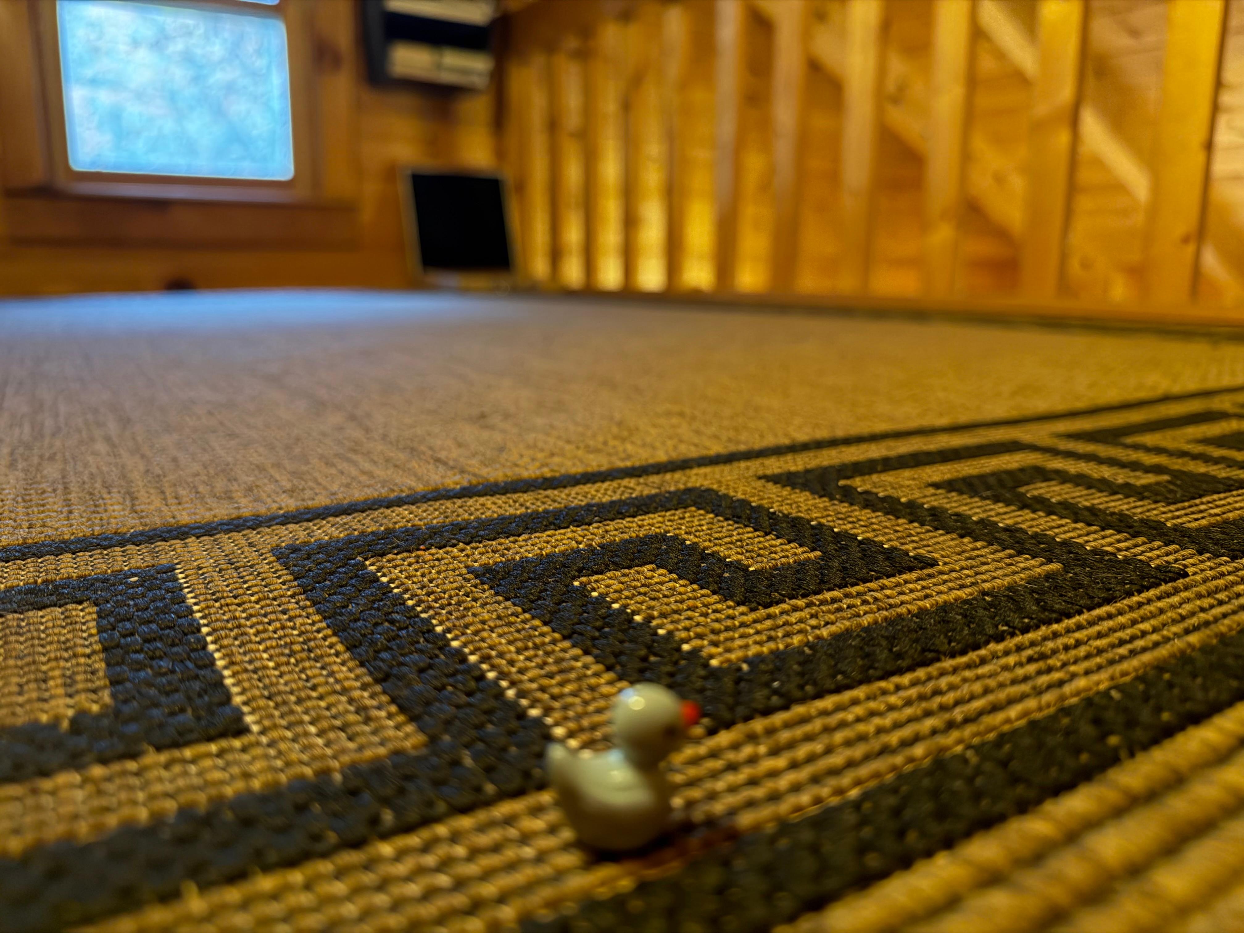 This duck goes on lots of adventures 