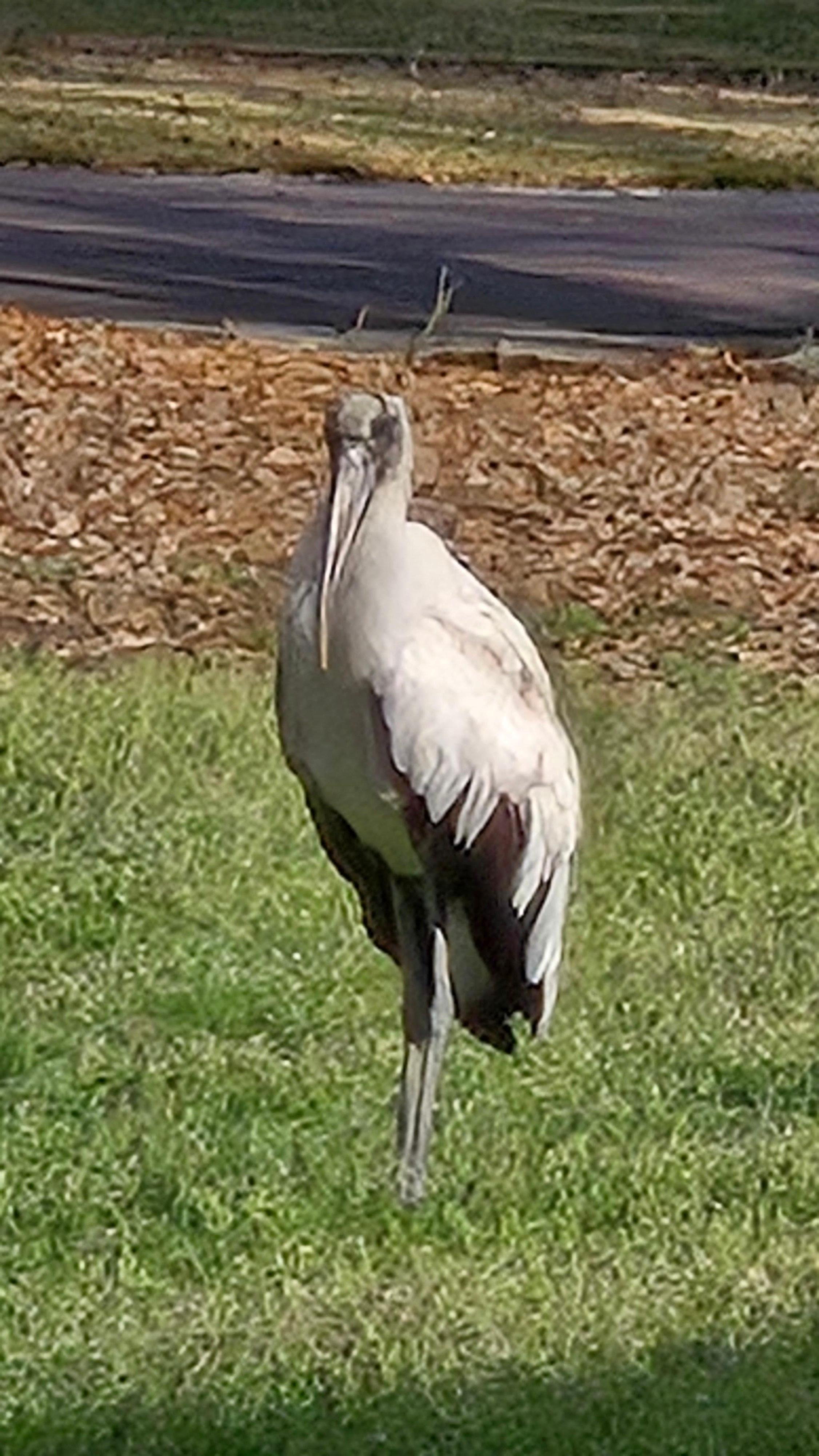 Wildlife on the island