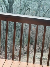 Wildlife in the backyard