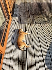 Candy relaxing in the sun