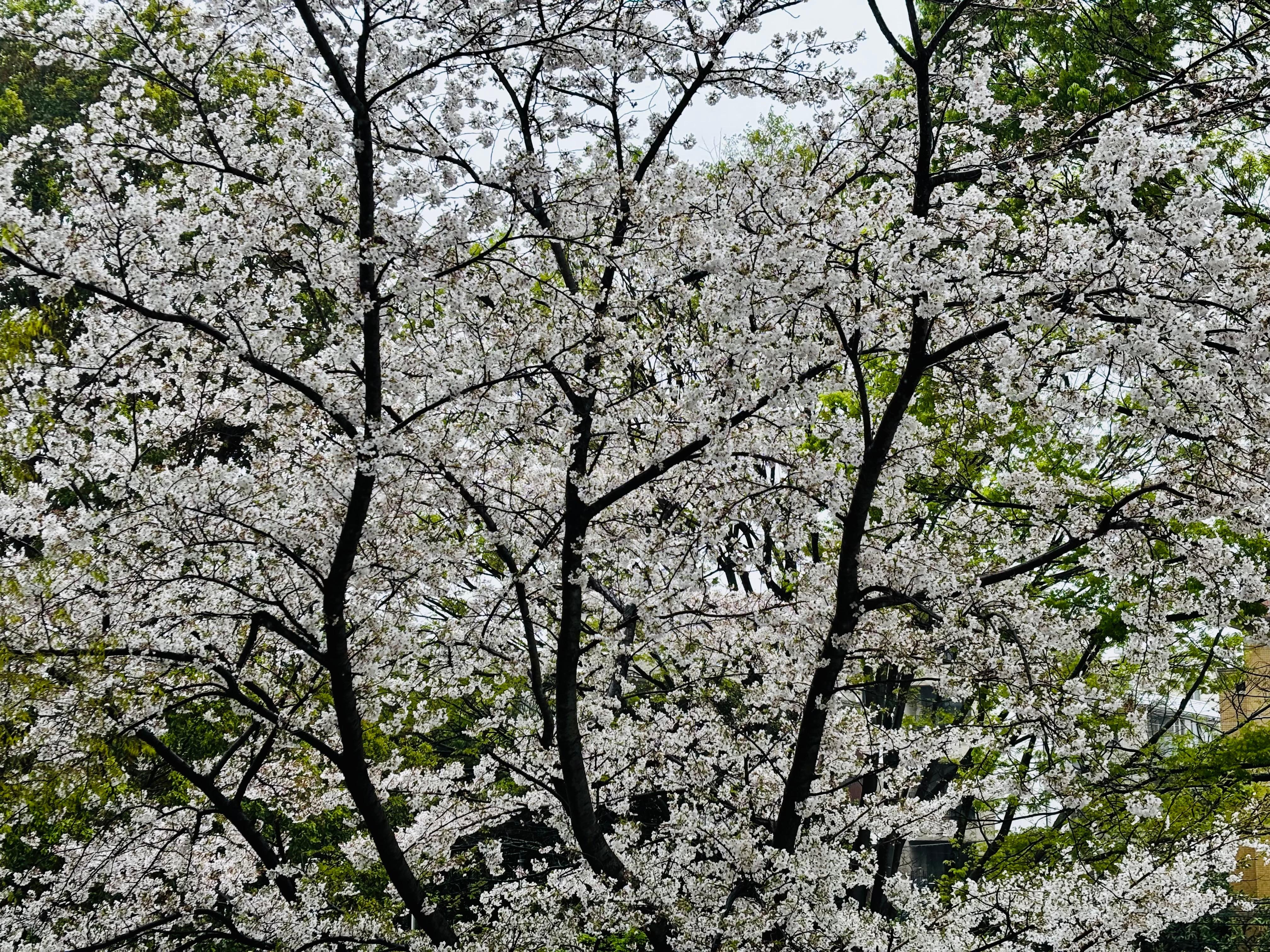 The cherry blossom from our balcony 