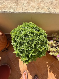 Basil