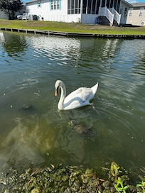 One of the pair of swans