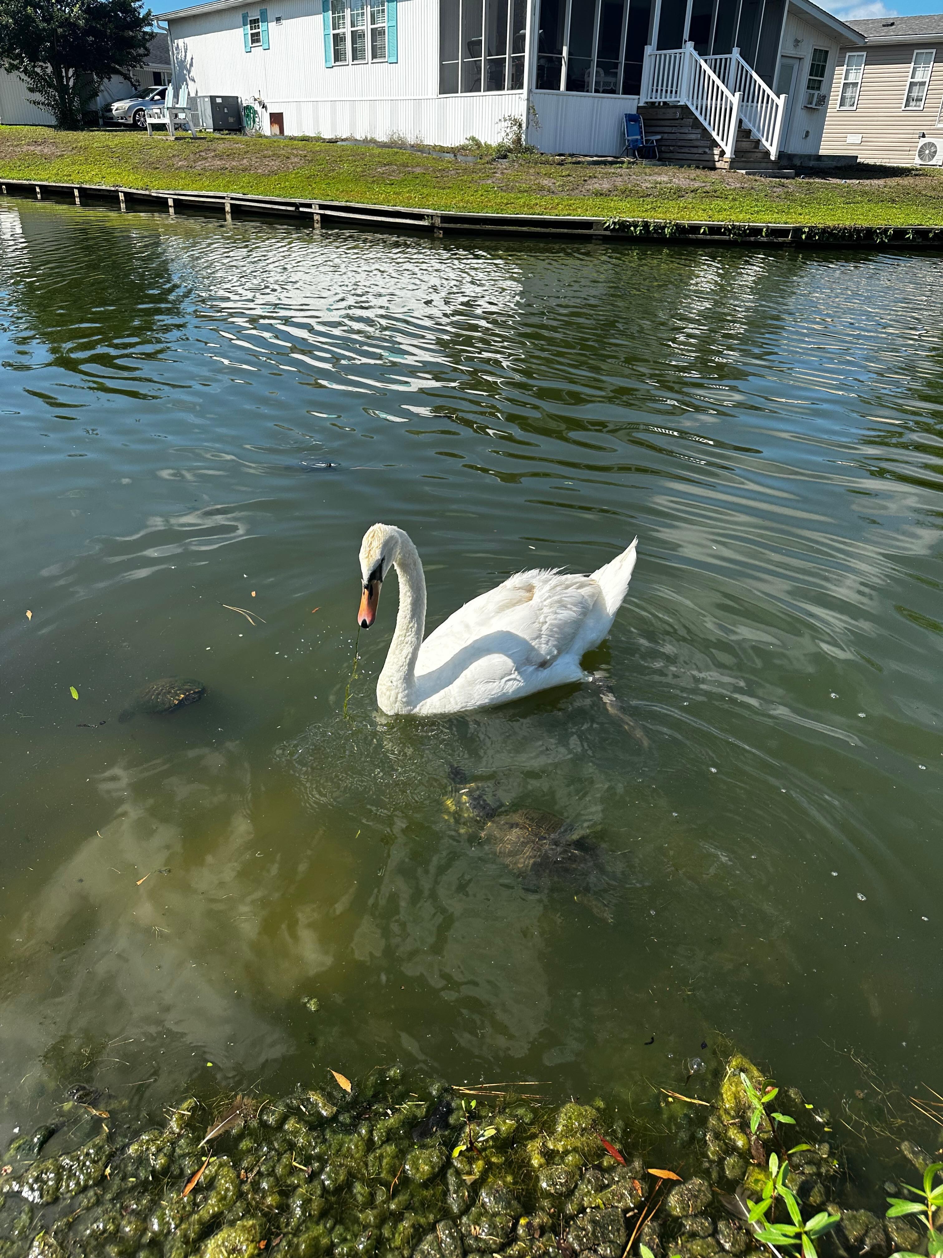 One of the pair of swans