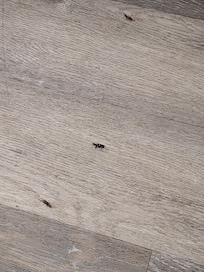Three bugs we had to kill immediately upon entering the room