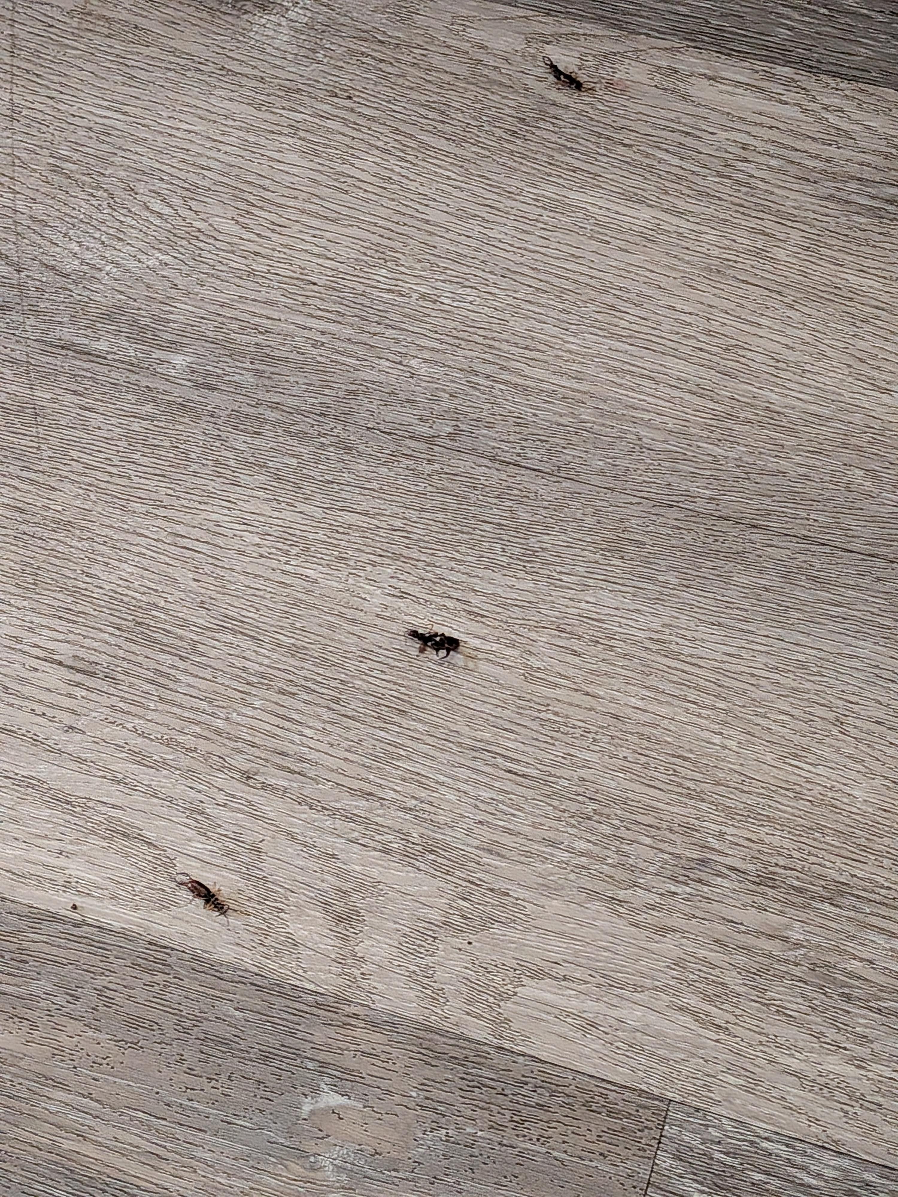 Three bugs we had to kill immediately upon entering the room