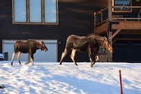 Morning surprise visit from a momma moose and her 2 calves.