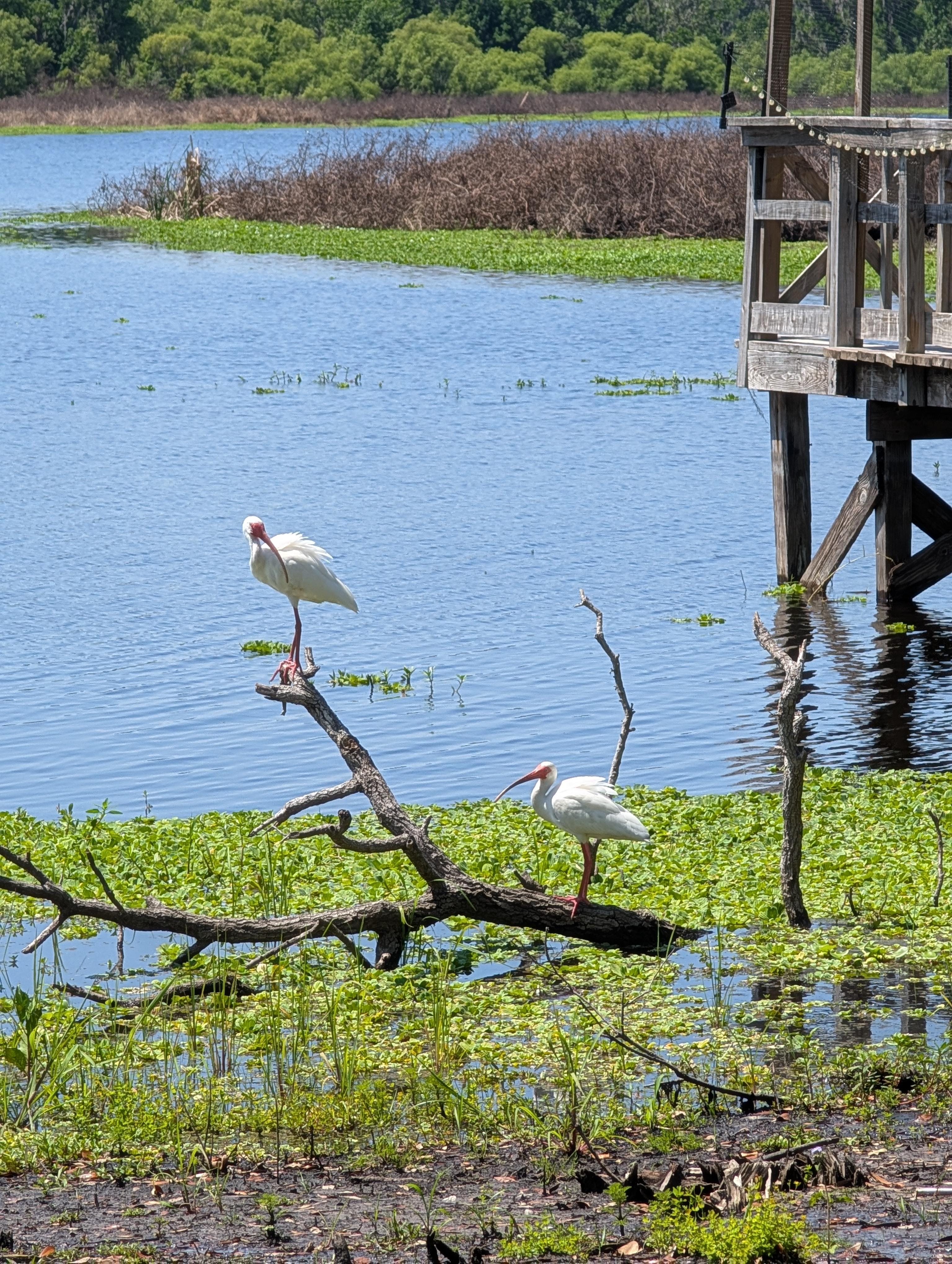 Best view from the shaded rocking chairs at the edge of the lake.