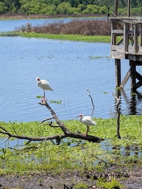 Best view from the shaded rocking chairs at the edge of the lake.