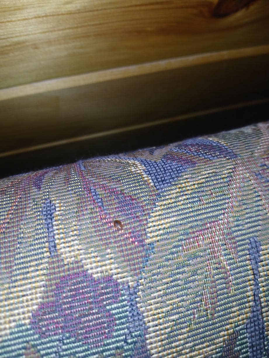 Alive bed bug on the couch in game room