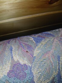 Alive bed bug on the couch in game room