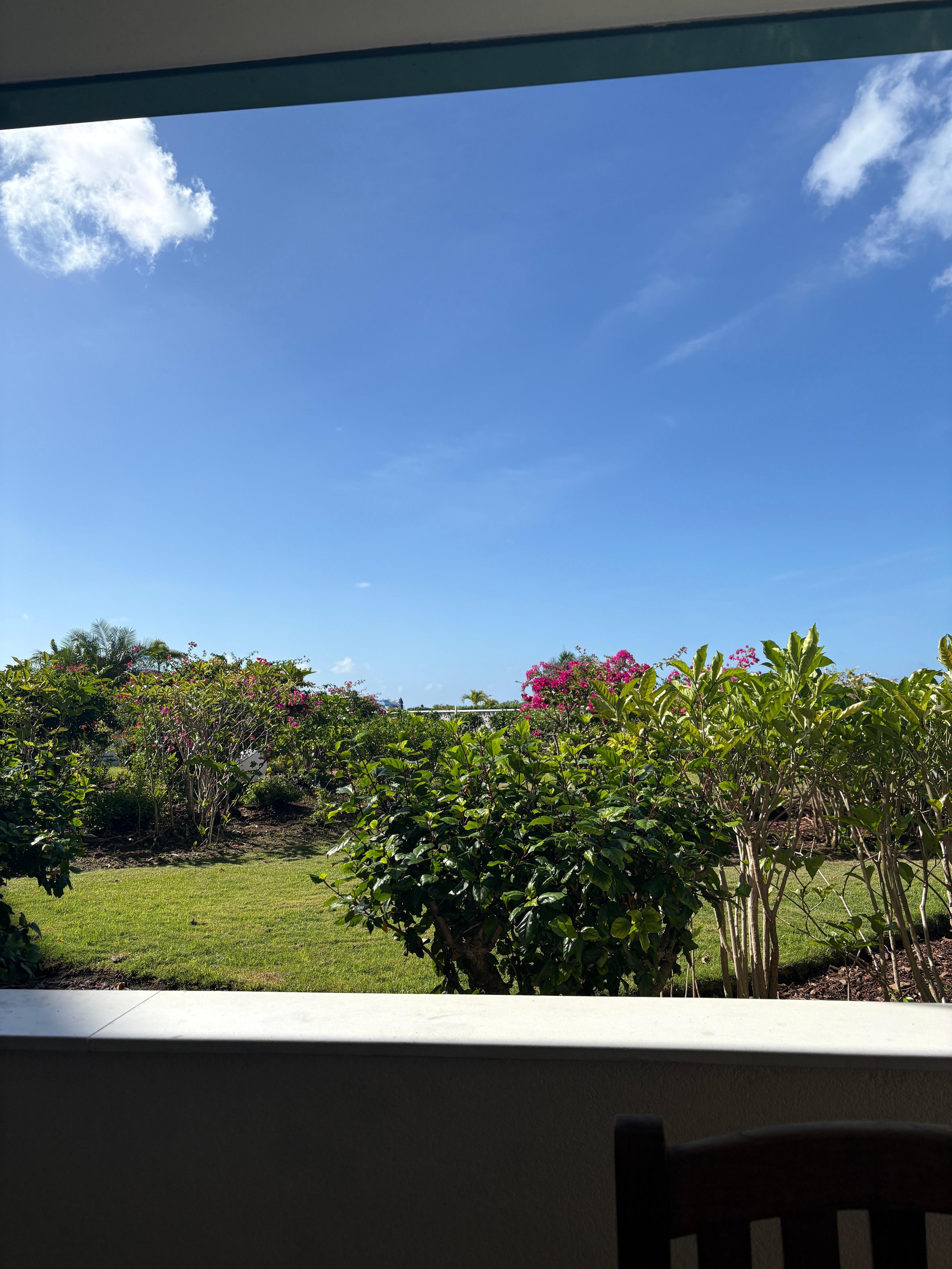 Garden view from balcony