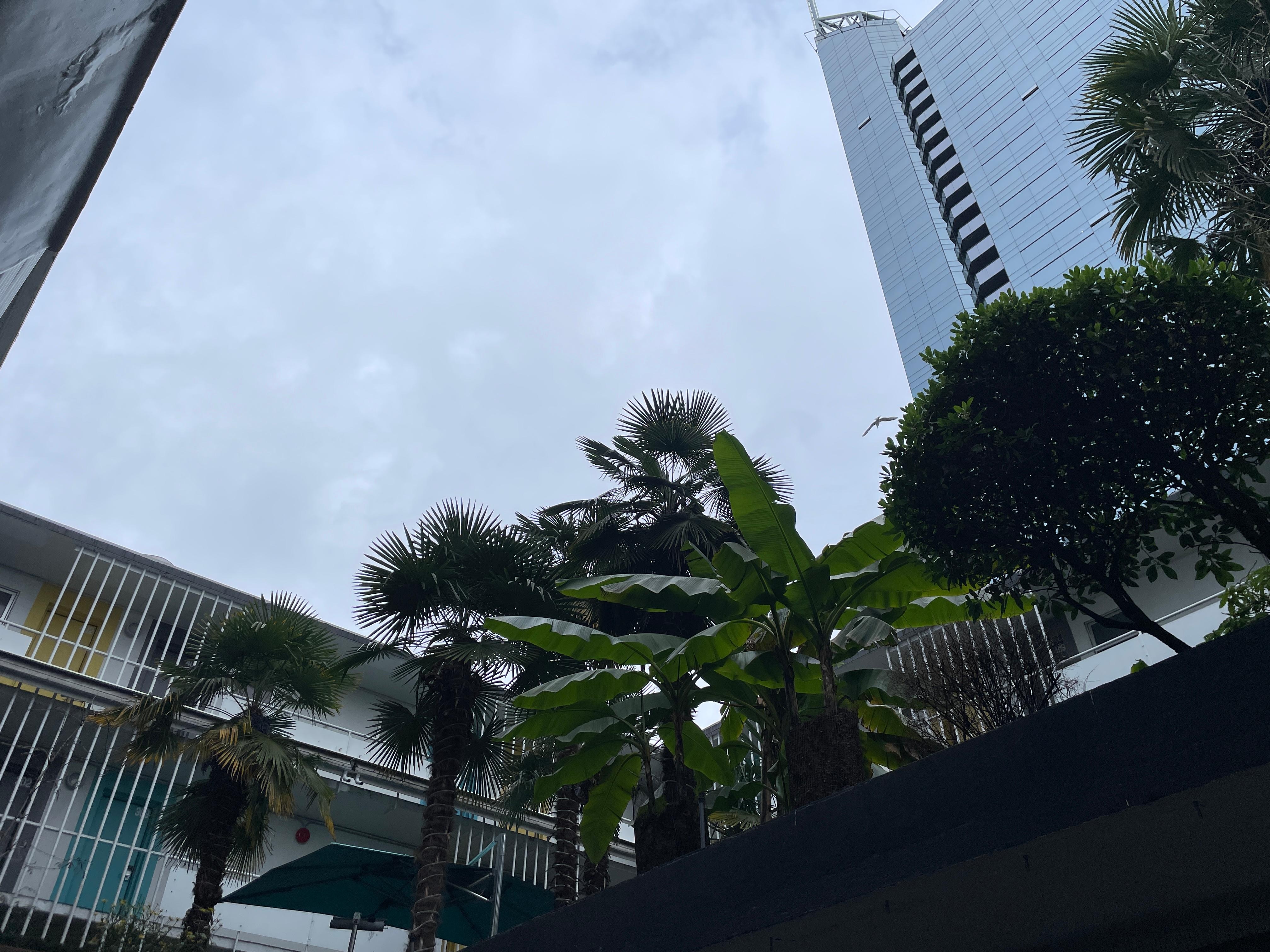 View above courtyard - from the hallway outside the rooms.