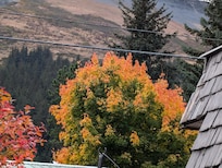 Love the color changing leaves