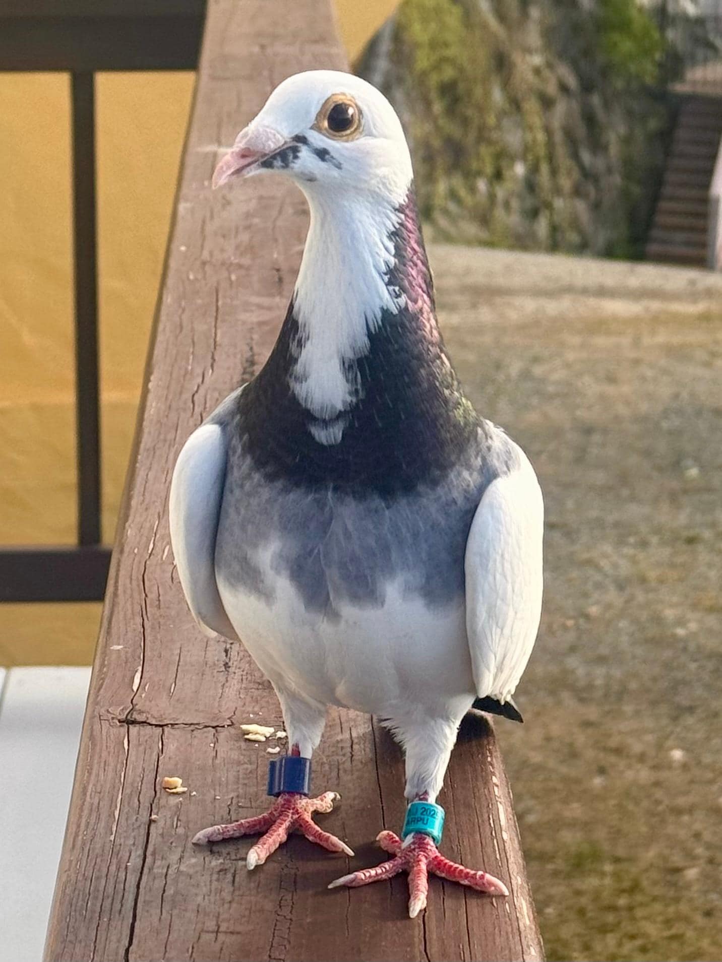 Paloma a visiting homing pigeon visited us 