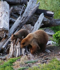Probably 50 yards off the main road into Yosemite West.