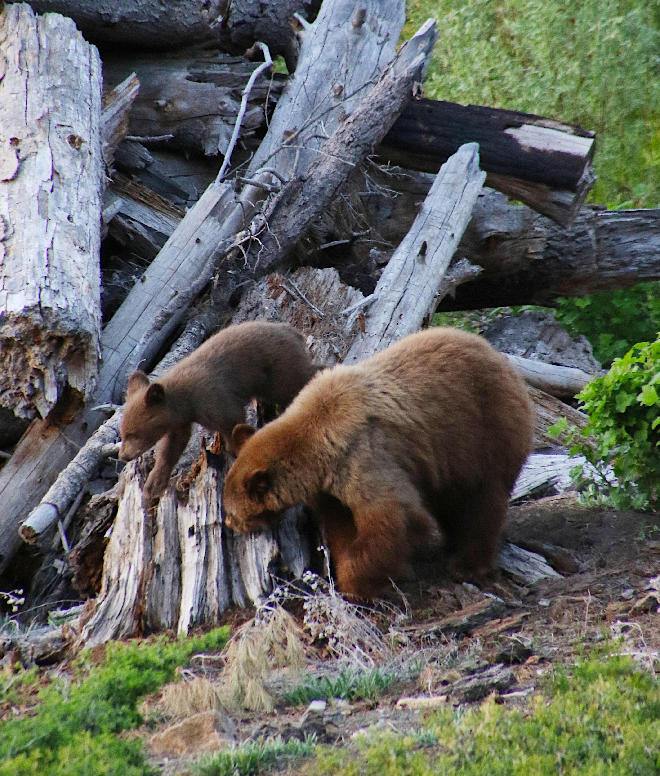 Probably 50 yards off the main road into Yosemite West.