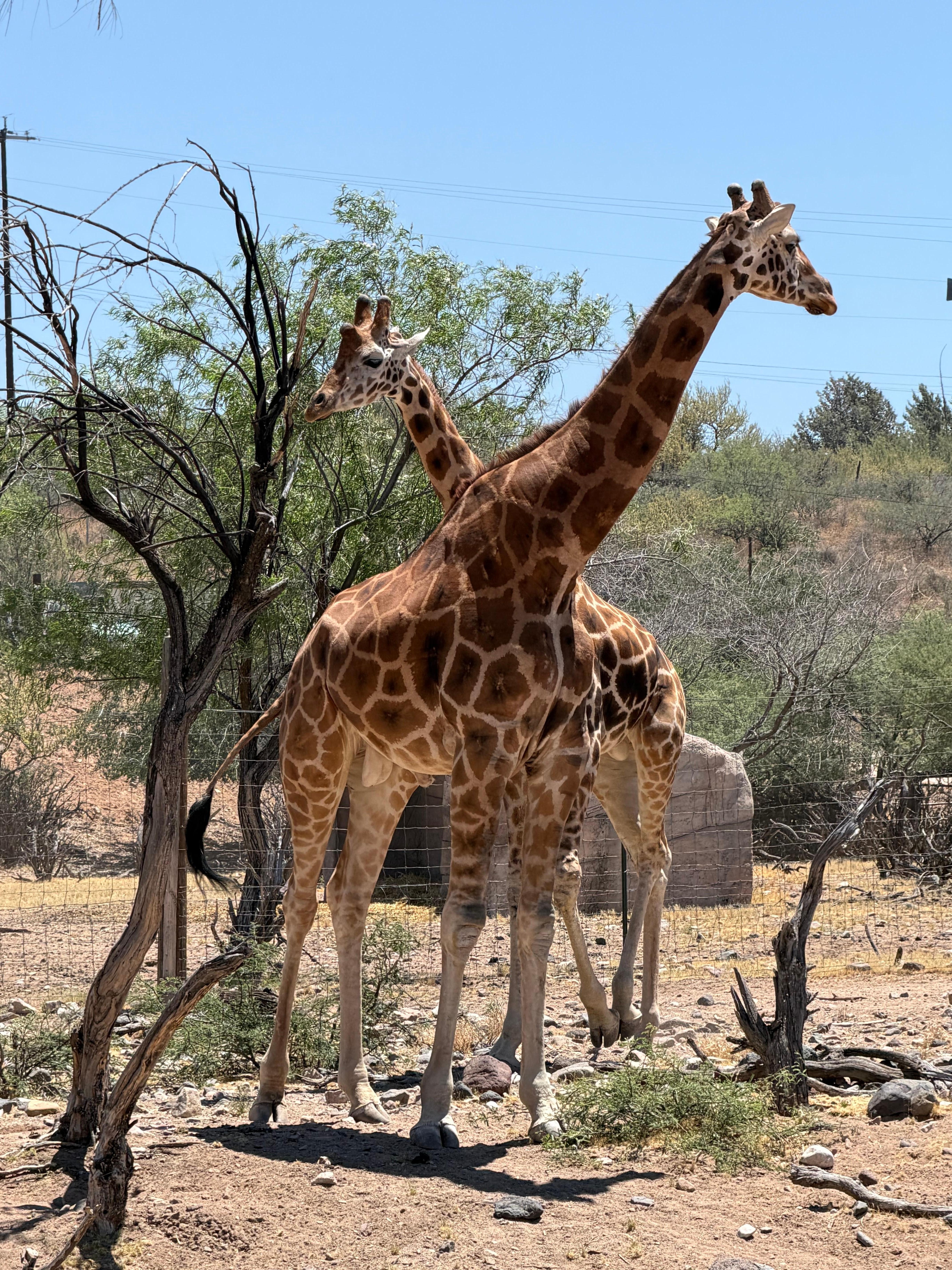Safari tour you actually get to feed giraffe 